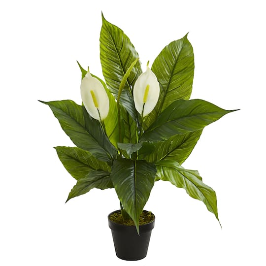 2ft. Potted Peace Lily